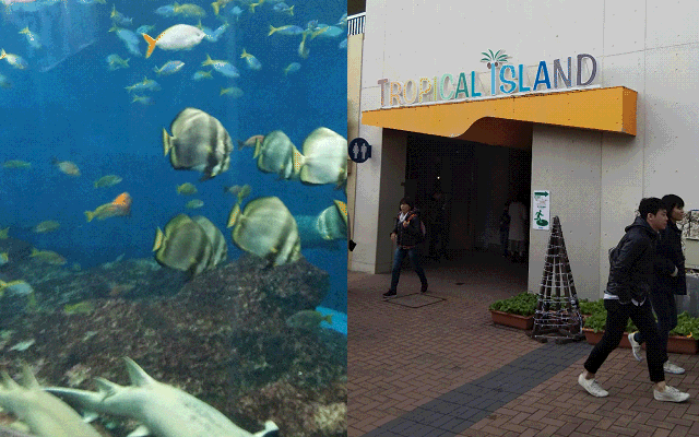 水族館の入口と水槽の魚たち