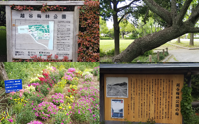 越谷梅林公園の綺麗な花や樹木、公園の案内図