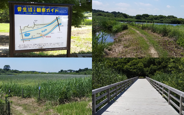 菅生沼の湿地帯と散策路