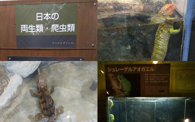 日本の爬虫類、ワニ、トカゲ、シュレーゲルアオガエル