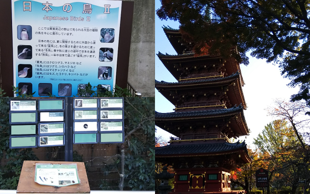 五重塔と日本の鳥