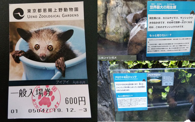 上野動物園の入園券、両生類の水槽